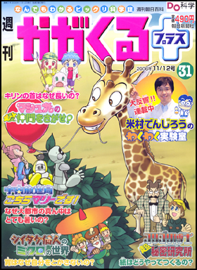 31号