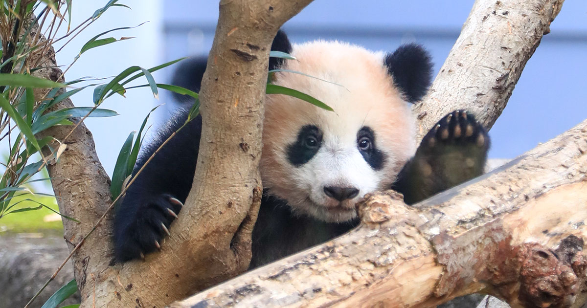 スライド2：パンダ写真