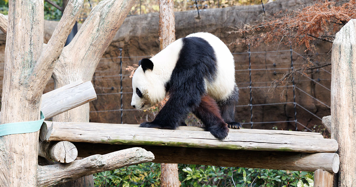 スライド3：パンダ写真