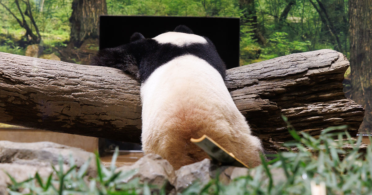 スライド4：パンダ写真