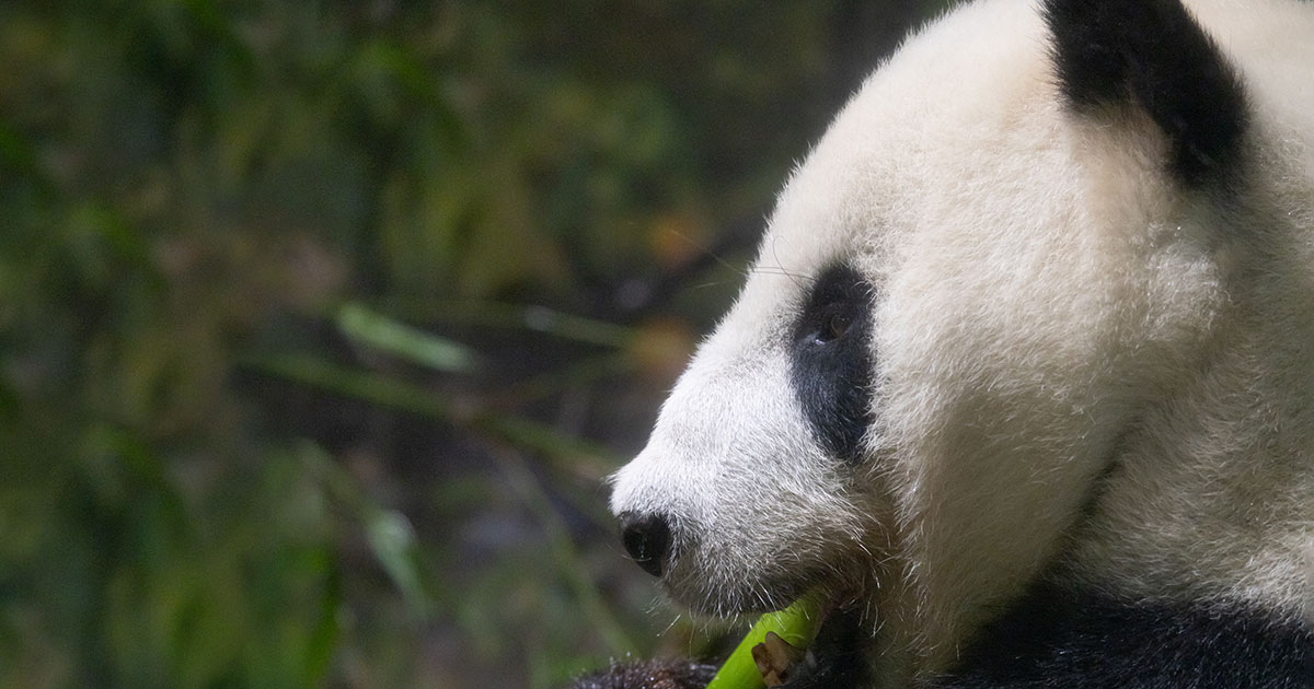 スライド5：パンダ写真