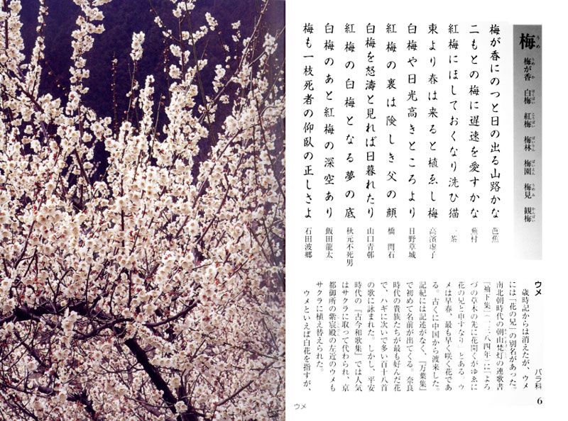 草木花歳時記 春 上 他 計7巻 初版 - 文学/小説