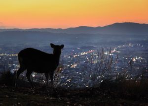 「奈良」　夕暮れの若草山からみた奈良のまちなみ　司馬遼太郎の言葉２「この国のかたち」より